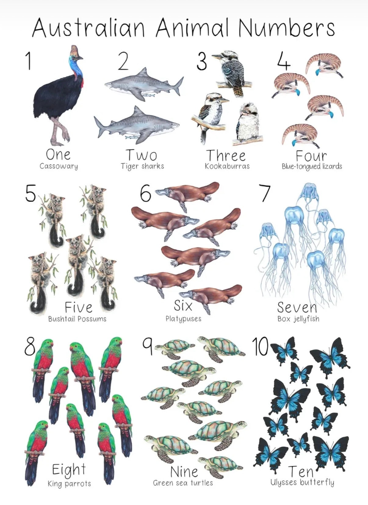 My Tiny Explorer- Australian Animal Numbers