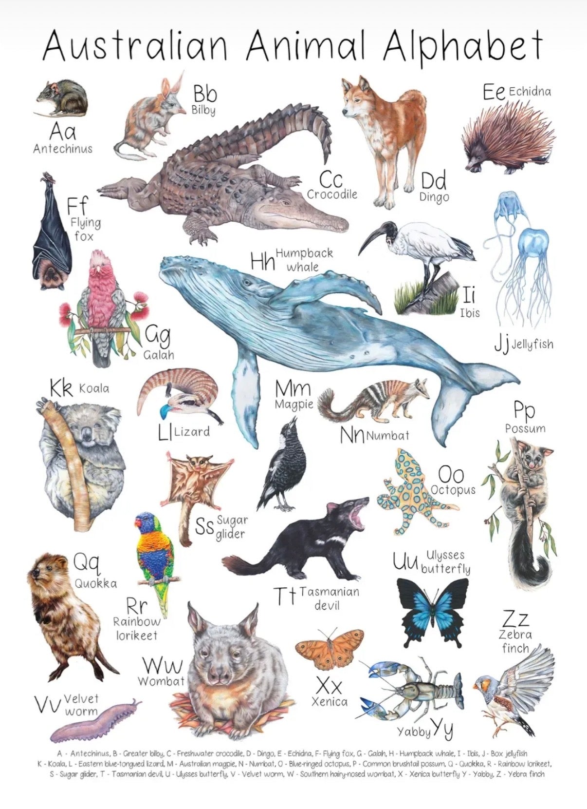 My Tiny Explorer- Australian Animal Alphabet