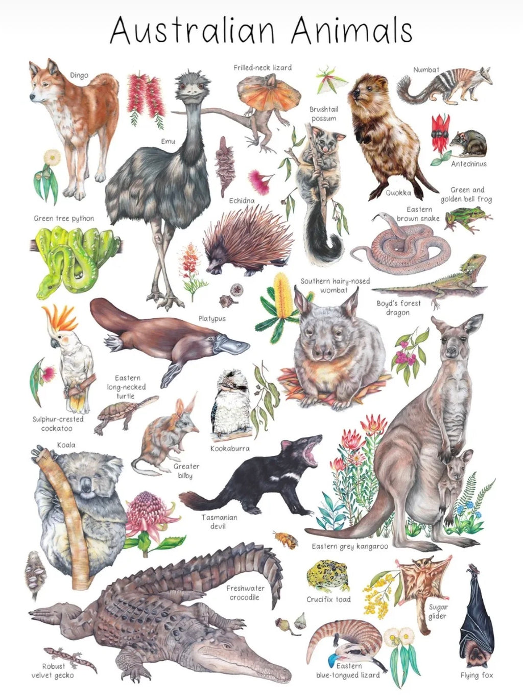 My Tiny Explorer- Australian Animals