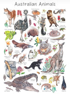 My Tiny Explorer- Australian Animals