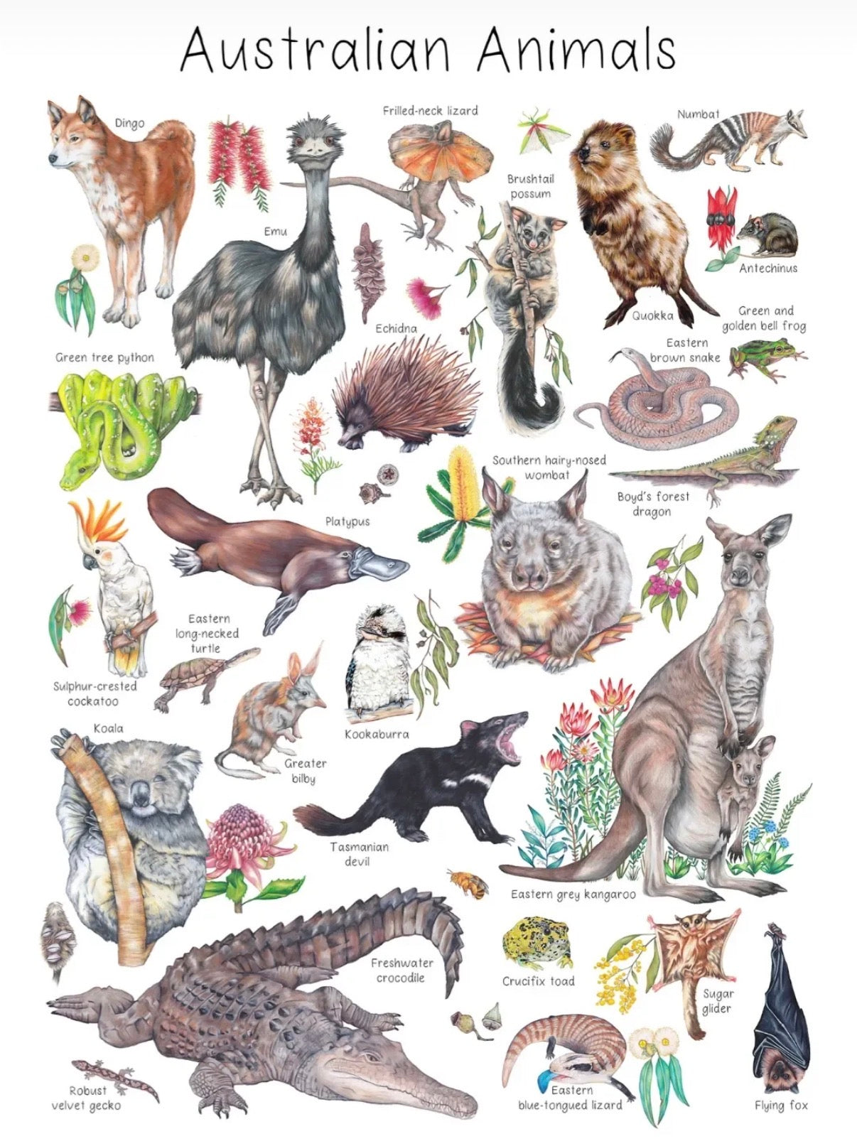 My Tiny Explorer- Australian Animals