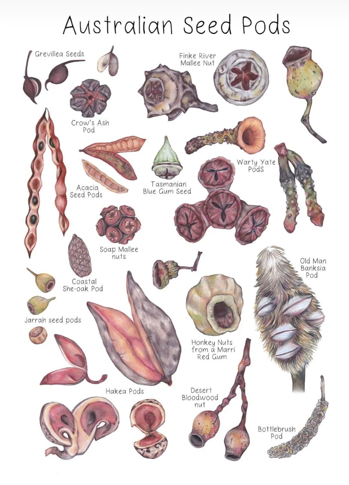 My Tiny Explorer- Australian Seed Pods