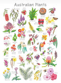My Tiny Explorer- Australian Plants