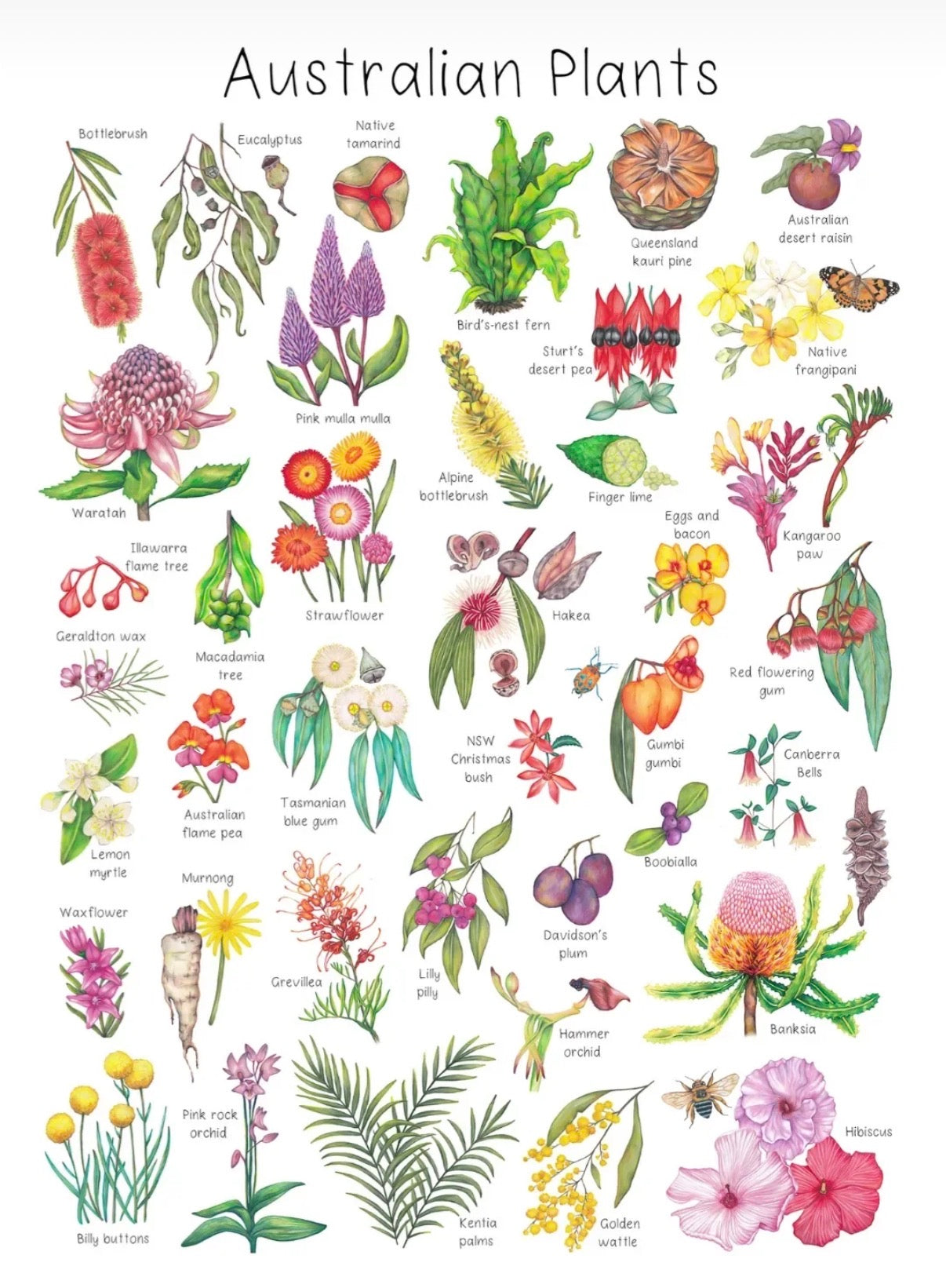 My Tiny Explorer- Australian Plants
