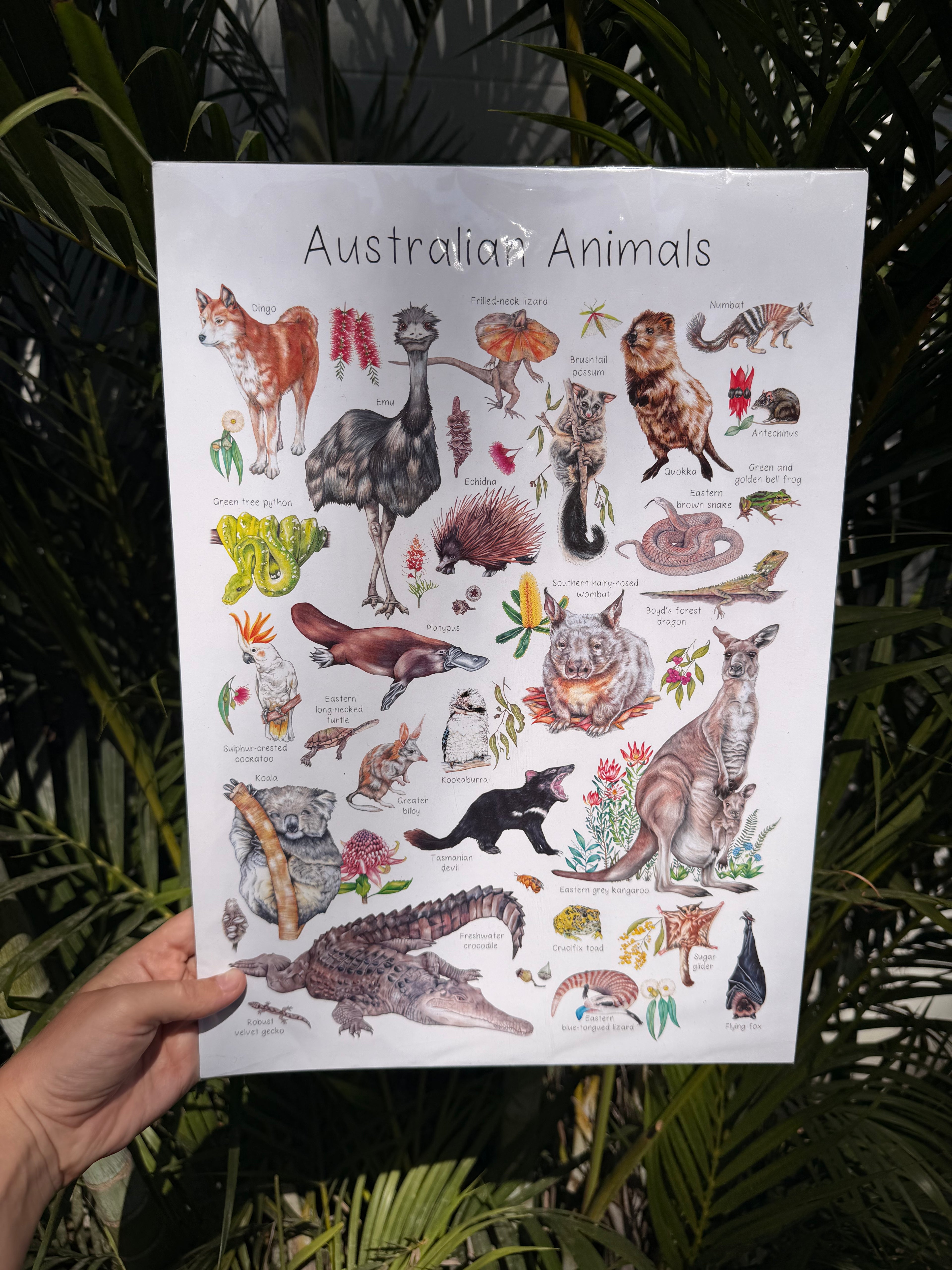 My Tiny Explorer- Australian Animals
