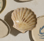 Shell Dish